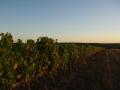 vignoble2